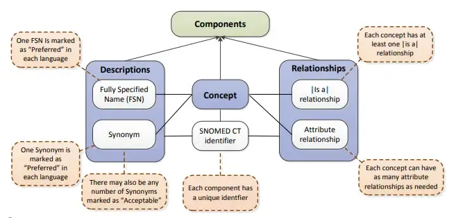 SNOMED CT Components
